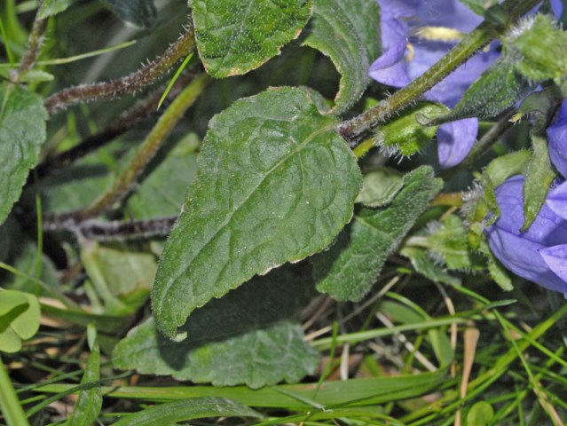 Campanula trachelium